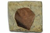 Paleocene Fossil Leaf (Zizyphoides) - Montana #356550-1